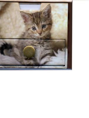 Cats & Kitten Memo Cube