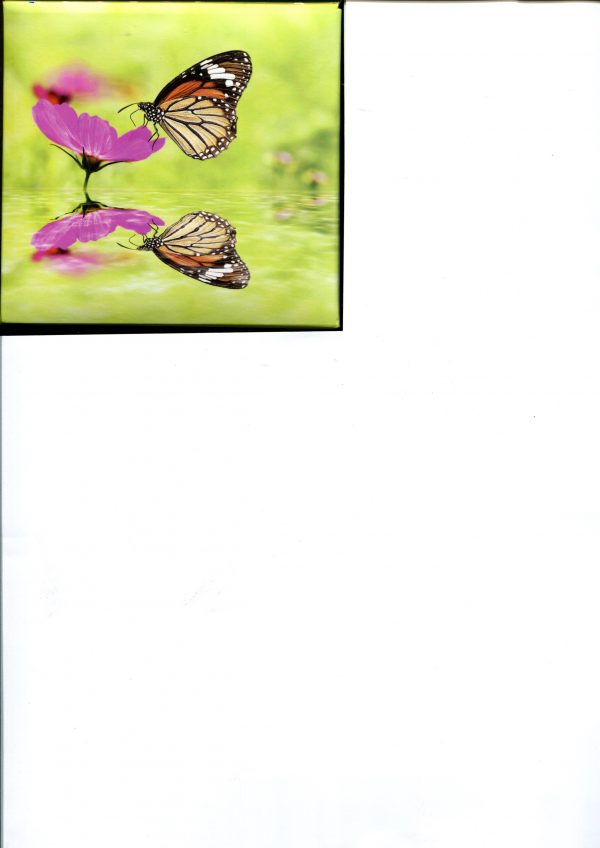 Flowers & Butterflies Memo Cube