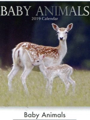 Baby Animals Square Wall Calandar