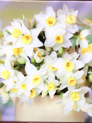 Narcissi Memo Cubes