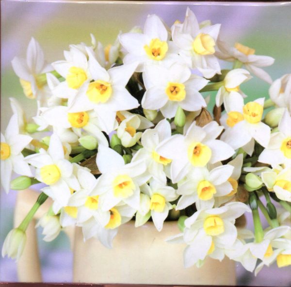 Narcissi Memo Cubes