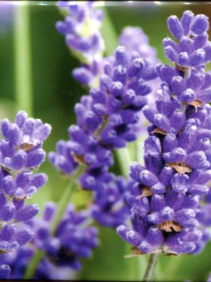 Lavender Memo Cube