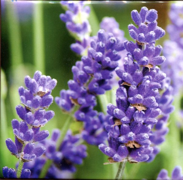 Lavender Memo Cube